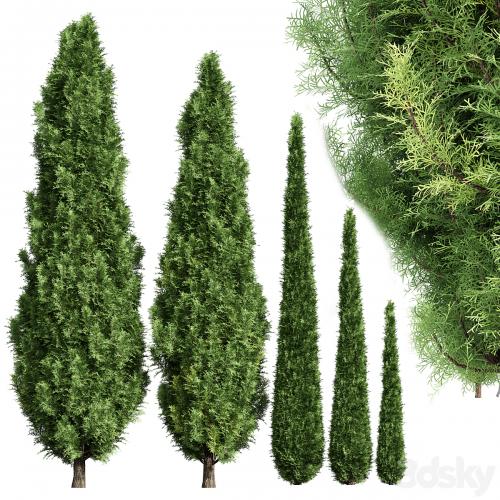 Cypress-5 trees